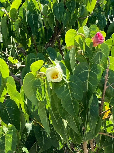 10 PORTIA TREE Yellow Pink Purple Flowers Change Color Pacific Rosewood Tulip Thespesia Populnea Seeds